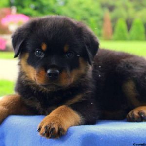 Harry, Rottweiler Puppy