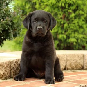 Harry, Labrador Retriever-Black Puppy