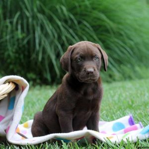 Harry, Labrador Retriever-Chocolate Puppy