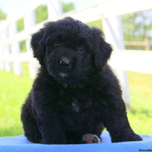 Harvey, Bernedoodle-Miniature Puppy