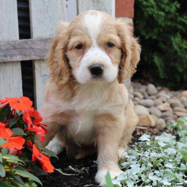 Harvey, Cocker Spaniel Puppy