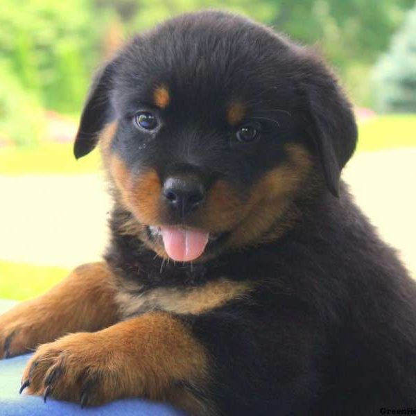 Harvey, Rottweiler Puppy