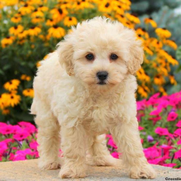 Harvey, Miniature Poodle Puppy