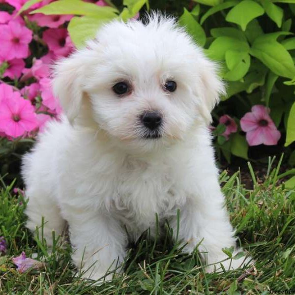 Harvey, Maltese Puppy