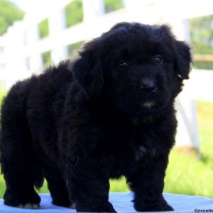 Harvey, Bernedoodle-Miniature Puppy