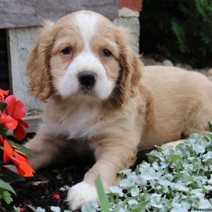 Harvey, Cocker Spaniel Puppy