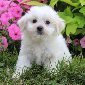 Harvey, Maltese Puppy