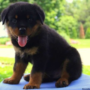 Harvey, Rottweiler Puppy