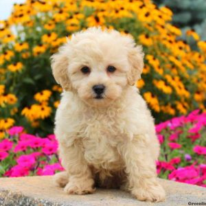 Harvey, Miniature Poodle Puppy