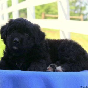 Harvey, Bernedoodle-Miniature Puppy