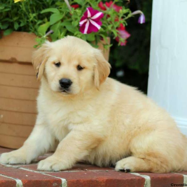 Hatty, Golden Retriever Puppy