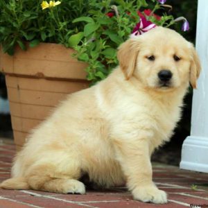 Hatty, Golden Retriever Puppy