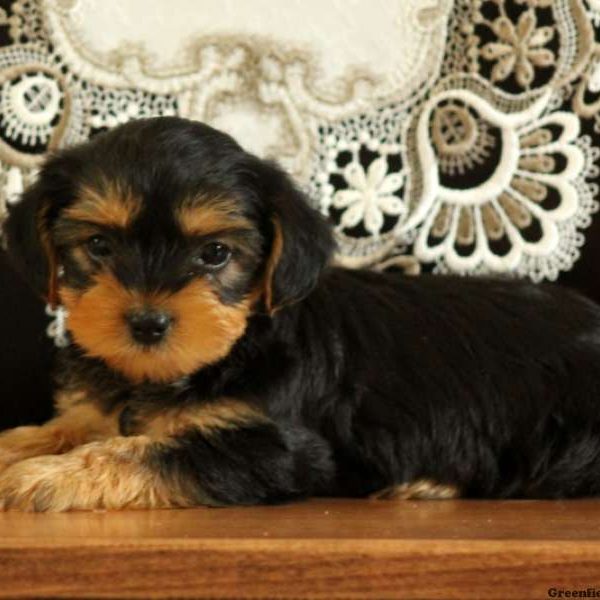 Havannah, Yorkie Mix Puppy