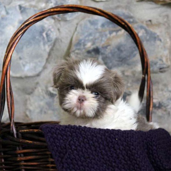 Haven, Shih Tzu Puppy