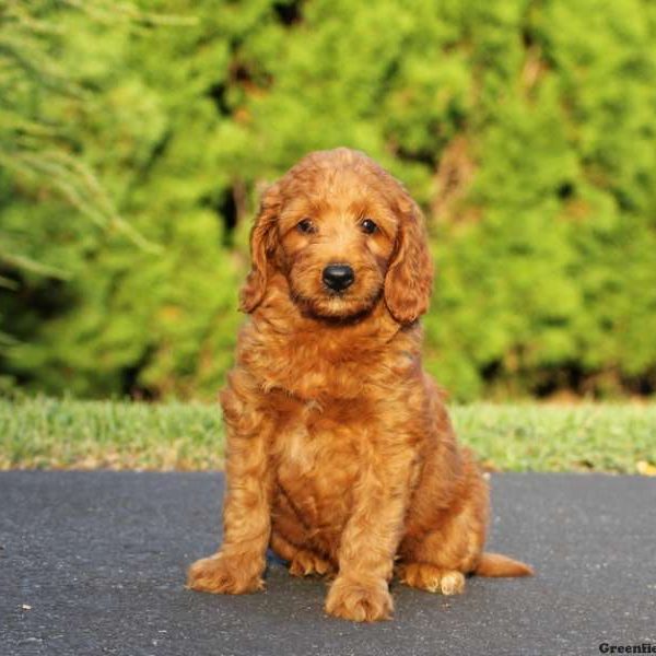 Haven, Goldendoodle-Miniature Puppy