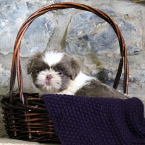 Haven, Shih Tzu Puppy