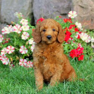 Haven, Goldendoodle-Miniature Puppy