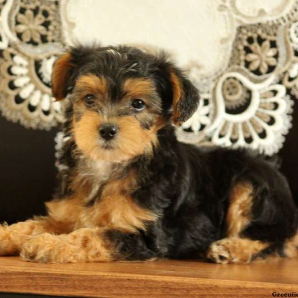 Hayden, Yorkie Mix Puppy