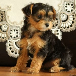 Hayden, Yorkie Mix Puppy