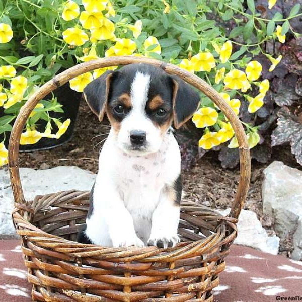 Haylen, Cavalier King Charles Mix Puppy