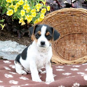 Haylen, Cavalier King Charles Mix Puppy