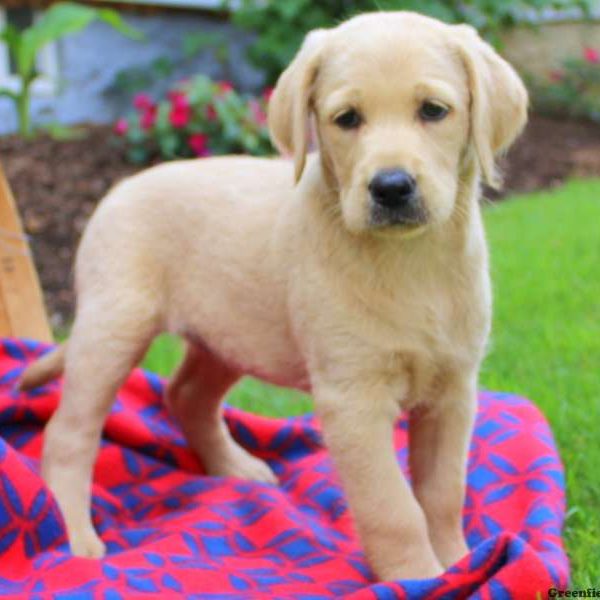 Hazel, Labradoodle Puppy