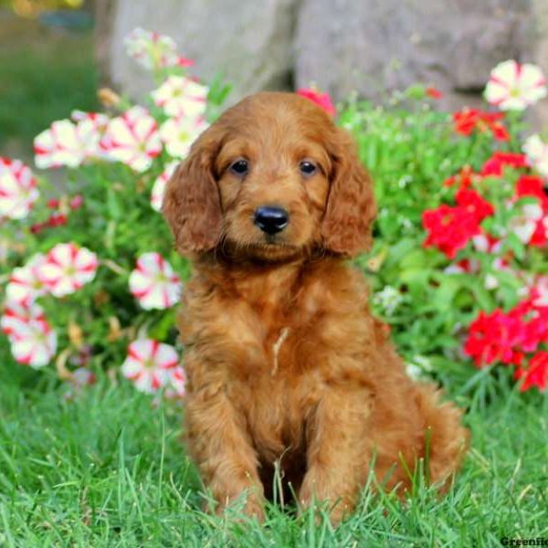 Heath, Goldendoodle-Miniature Puppy