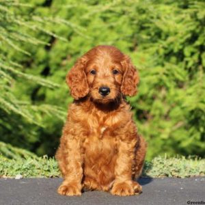 Heath, Goldendoodle-Miniature Puppy