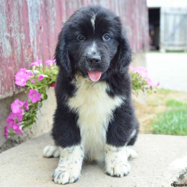 Heather, Newfoundland Puppy