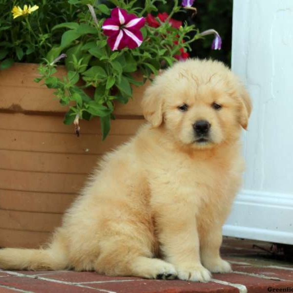 Heather, Golden Retriever Puppy