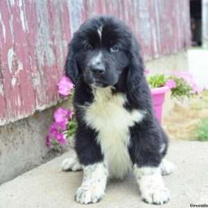 Heather, Newfoundland Puppy