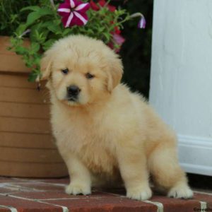 Heather, Golden Retriever Puppy