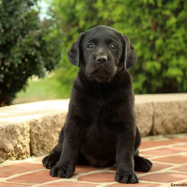 Heidi, Labrador Retriever-Black Puppy