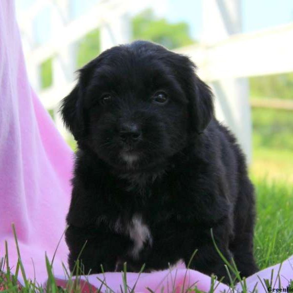 Heidi, Bernedoodle-Miniature Puppy