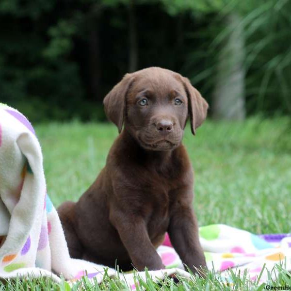 Heidi, Labrador Retriever-Chocolate Puppy