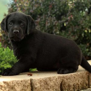 Heidi, Labrador Retriever-Black Puppy