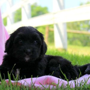 Heidi, Bernedoodle-Miniature Puppy