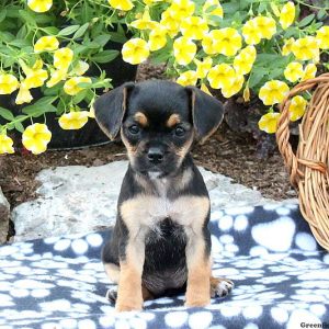 Heidi, Cavalier King Charles Mix Puppy