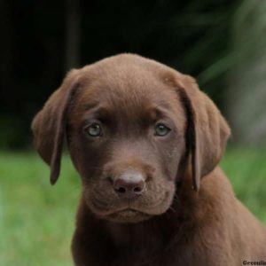 Heidi, Labrador Retriever-Chocolate Puppy