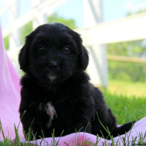 Heidi, Bernedoodle-Miniature Puppy