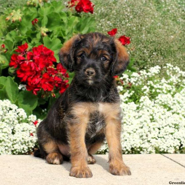 Heinz, Cavalier King Charles Mix Puppy