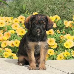 Heinz, Cavalier King Charles Mix Puppy