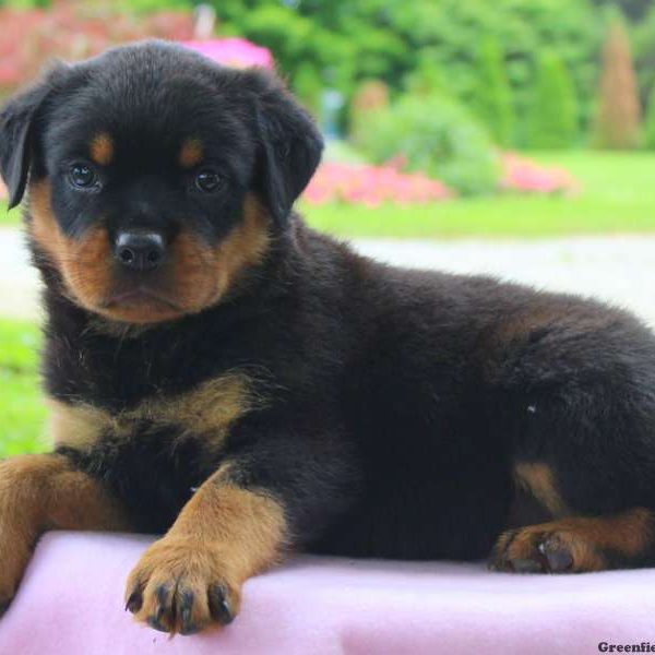 Helen, Rottweiler Puppy