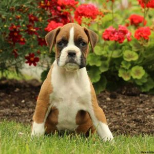 Helen, Boxer Puppy