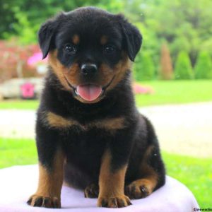 Helen, Rottweiler Puppy