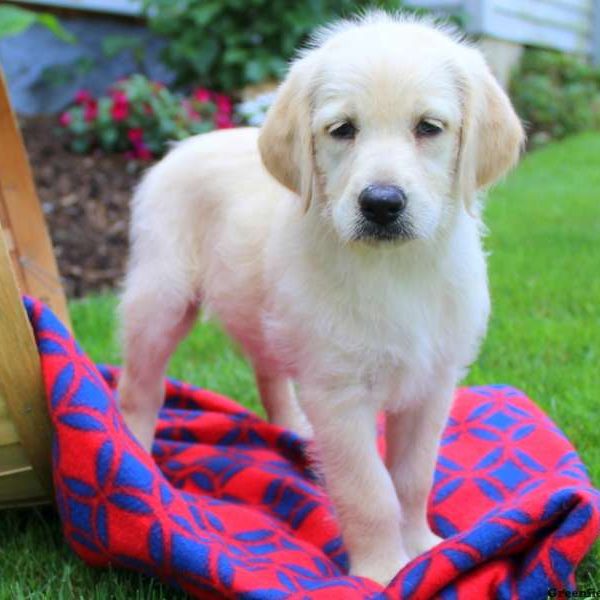 Helena, Labradoodle Puppy