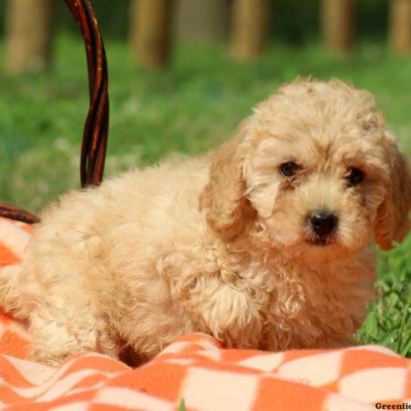 Hemlock, Miniature Poodle Puppy