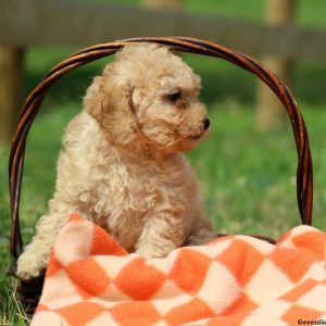 Hemlock, Miniature Poodle Puppy