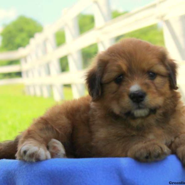 Hendrix, Bernedoodle-Miniature Puppy