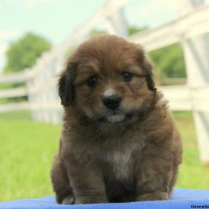 Hendrix, Bernedoodle-Miniature Puppy